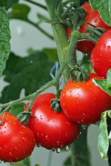 Tomatoes - Nutrition, Health and Beauty Benefits