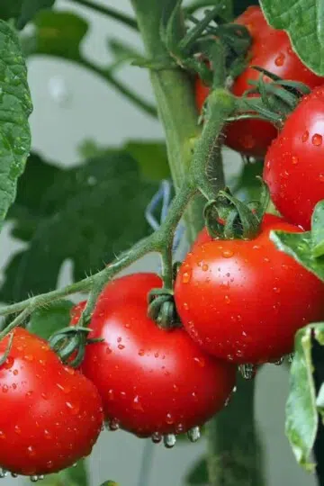 Tomatoes - Nutrition, Health and Beauty Benefits