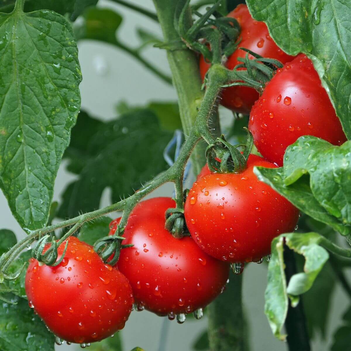 Tomatoes - Nutrition, Health and Beauty Benefits