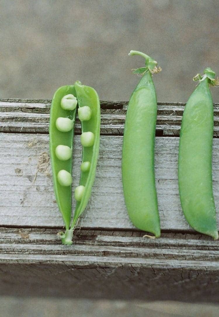 Health and beauty benefits of peas