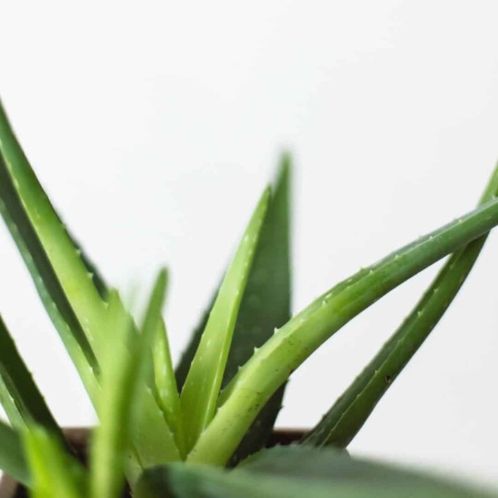 aloe vera juice benefits