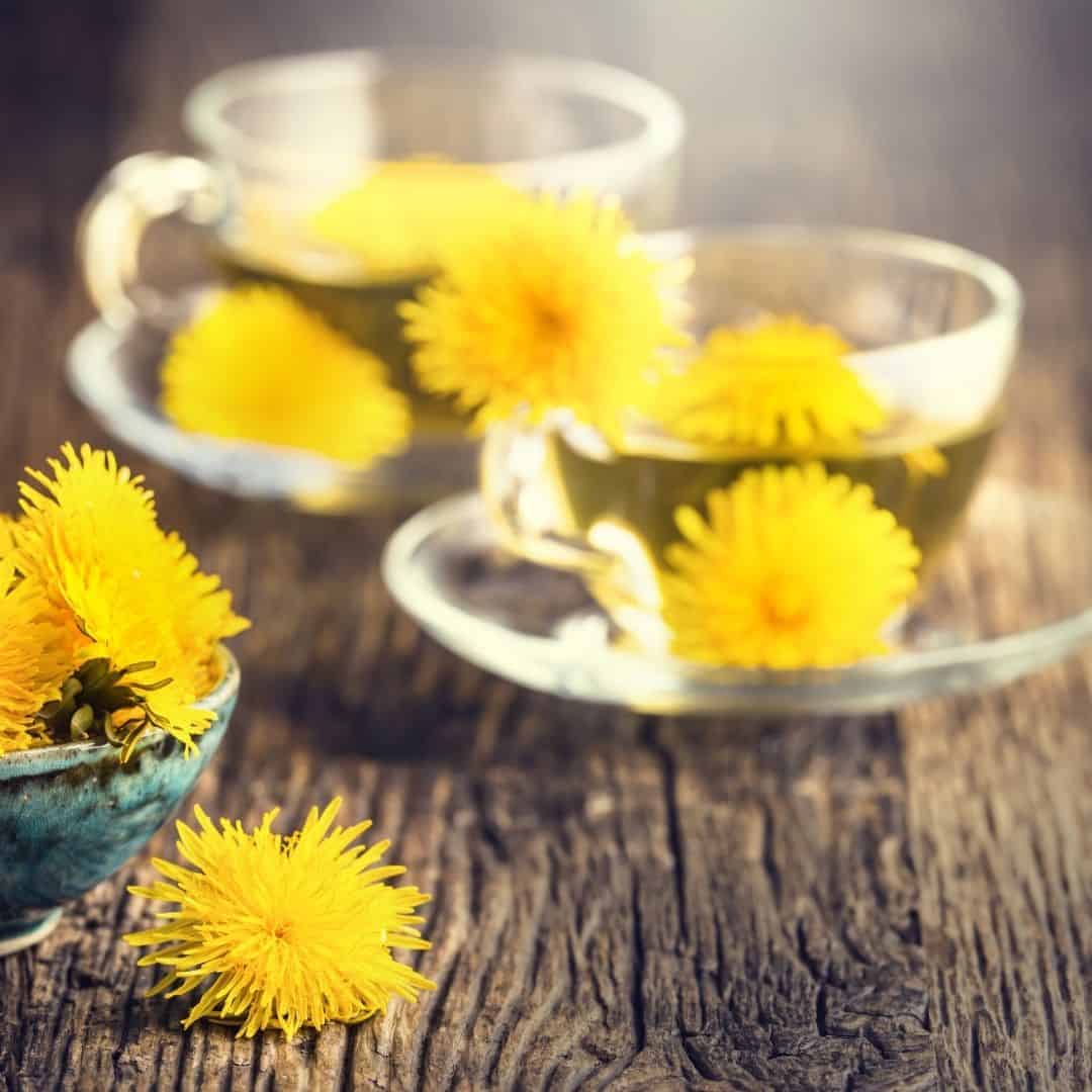 Dandelion herbs to help improve digestion and health.