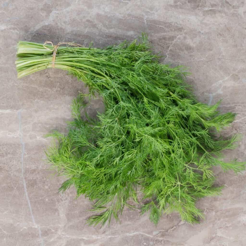 Dill natural herbs that support healing