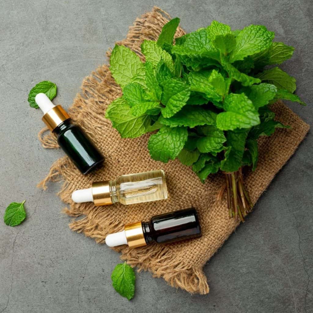 Mint is a natural healing herbs used to support healing.