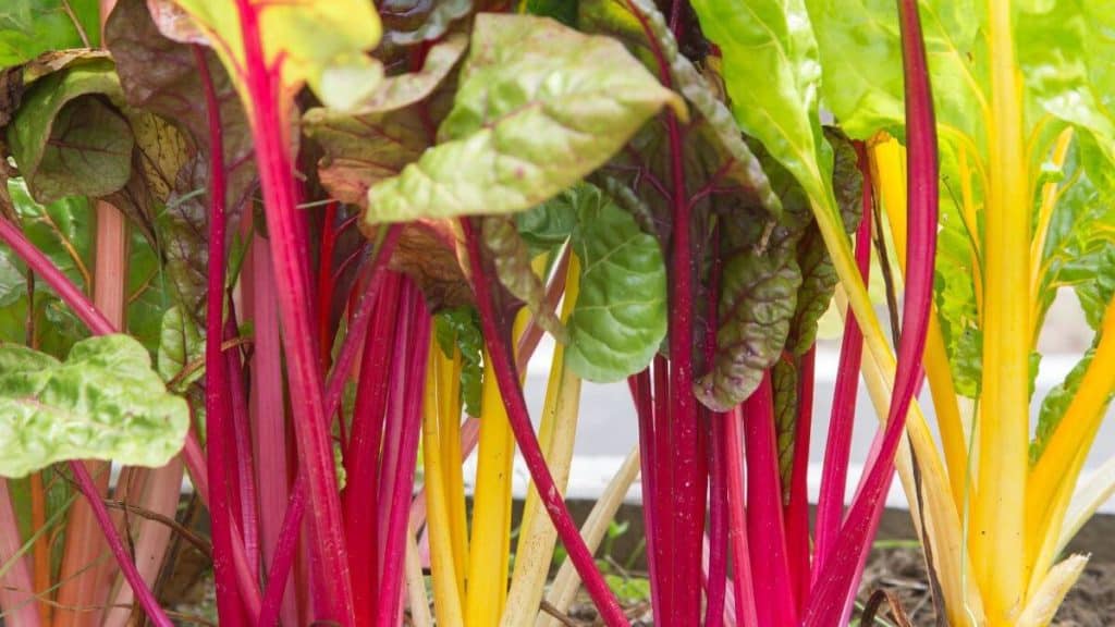 Swiss chard, green leafy vegetables to eat daily. 