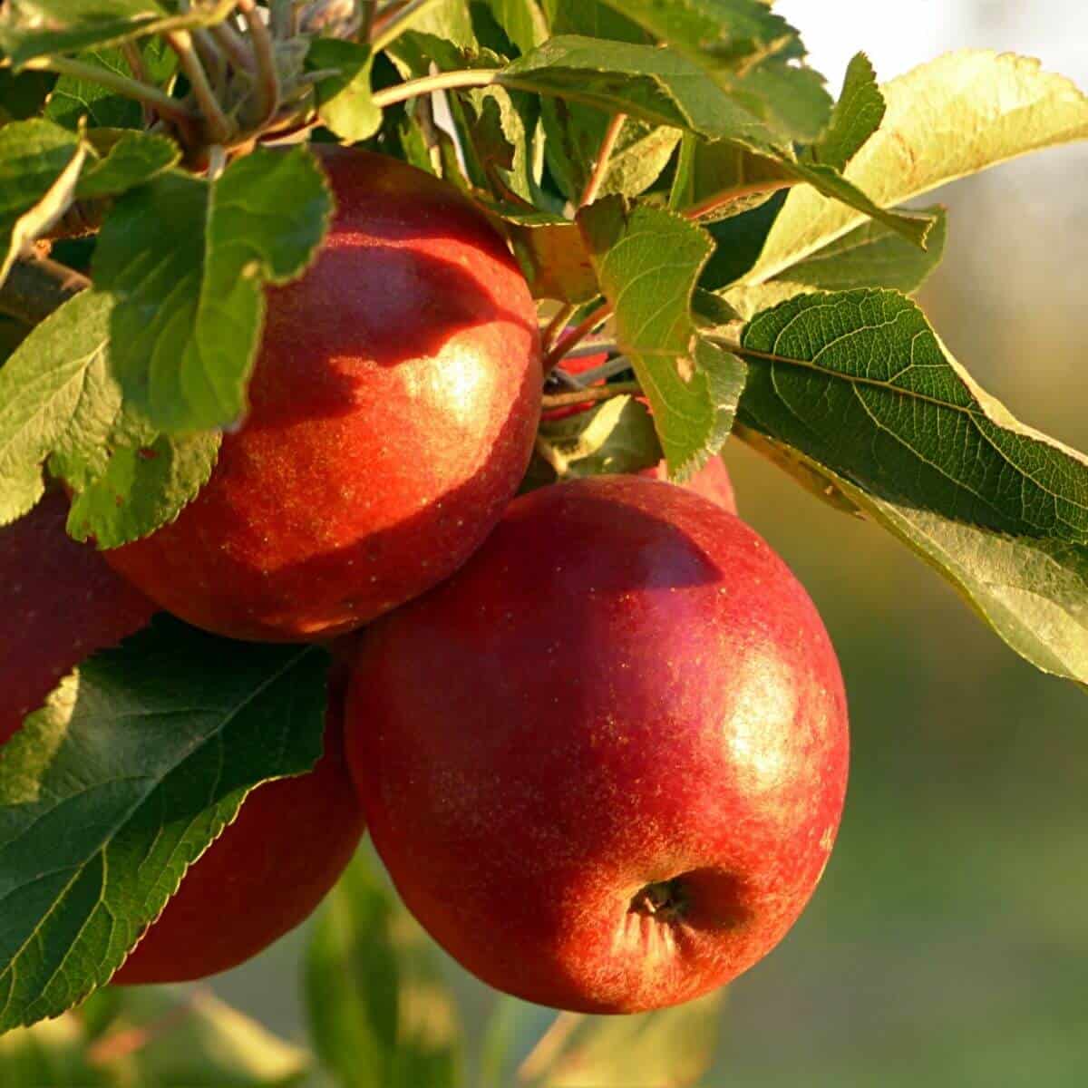 Apples are a great memory boosting food