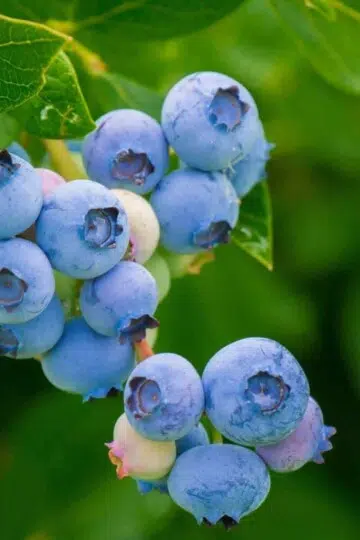 Blueberry best superfood for brain power and memory boosting