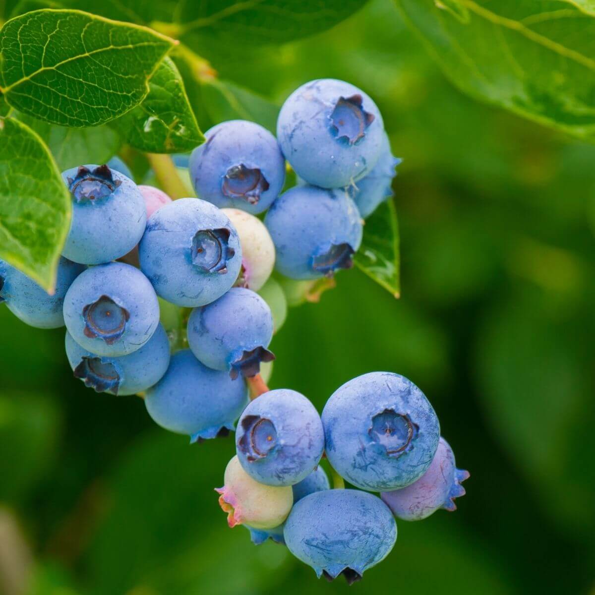 Blueberry, best super food for brain power and memory boosting