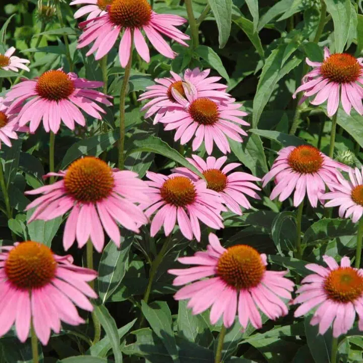 take echinacea