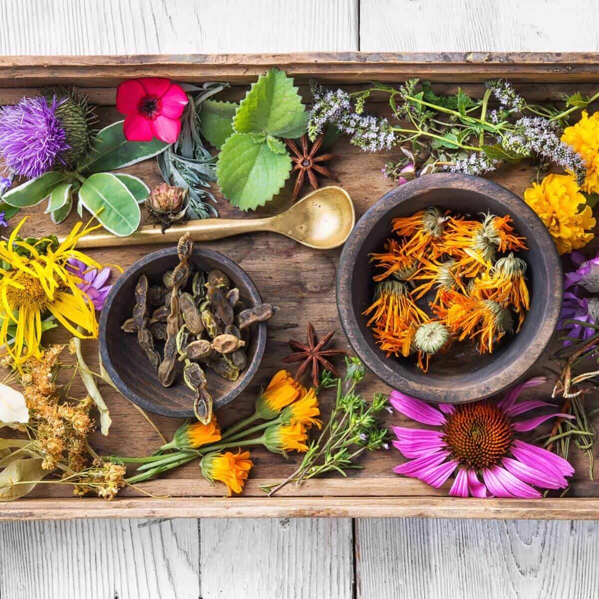 8 Nourishing Herbs For Everyday Wellness