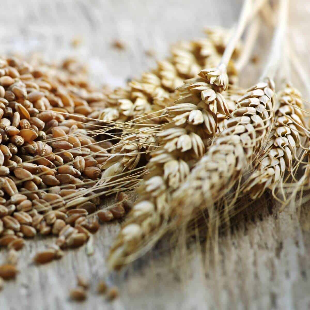 How to Keep Your GrainFree Diet Interesting