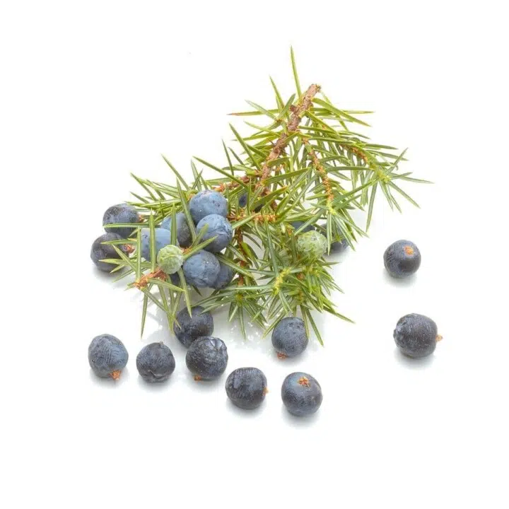 Juniper Berries and Immune-Boosting Benefits