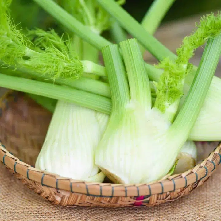fennel bulb nutrition