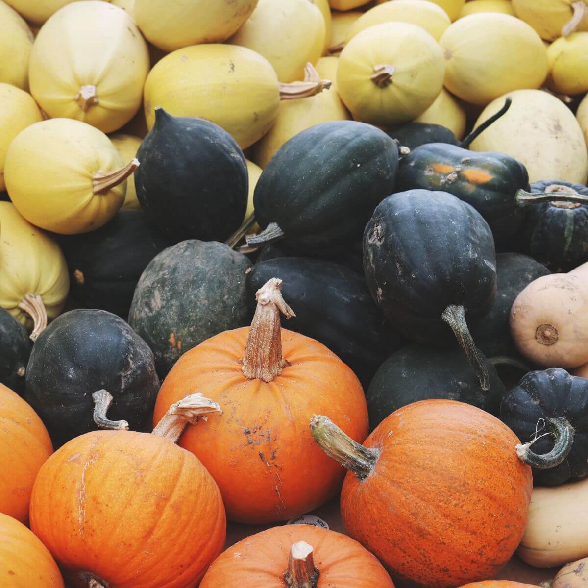 bringing it all together building gut health with fall superfoods