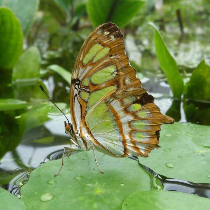 the harmony methos, small sustainable changes for lasting health