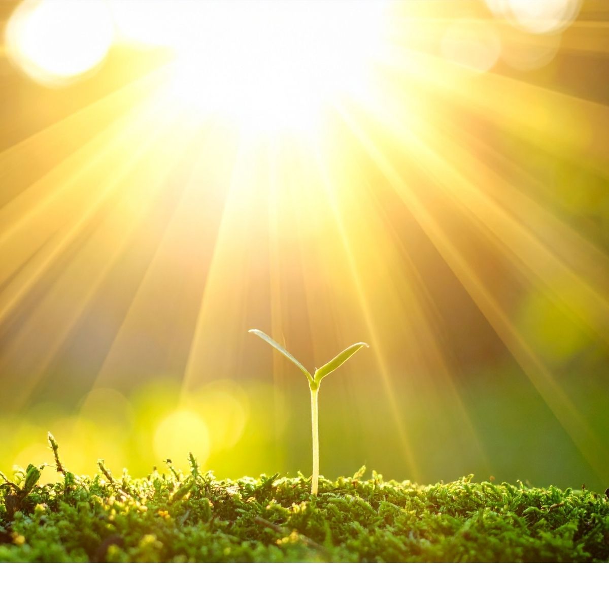 morning light before screens