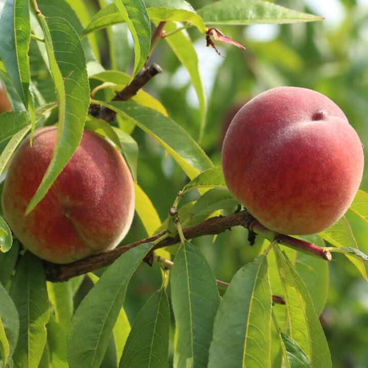 peaches nutrients
